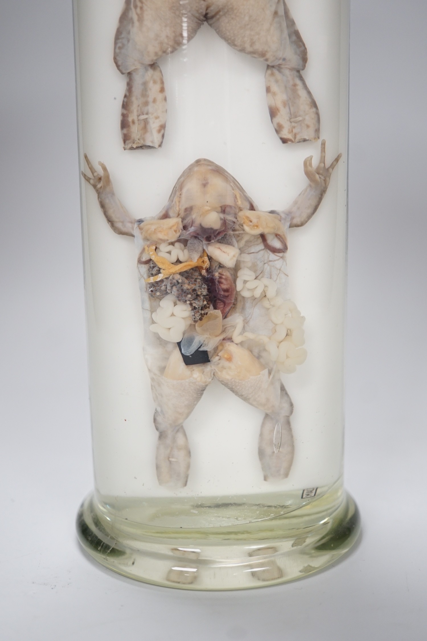 A biological specimen - Rana Temporaria (Common frog) reproductive systems, male and female forms, prepared by Flatters and Garnett, Manchester, circa 1920's/30's. 31cm high